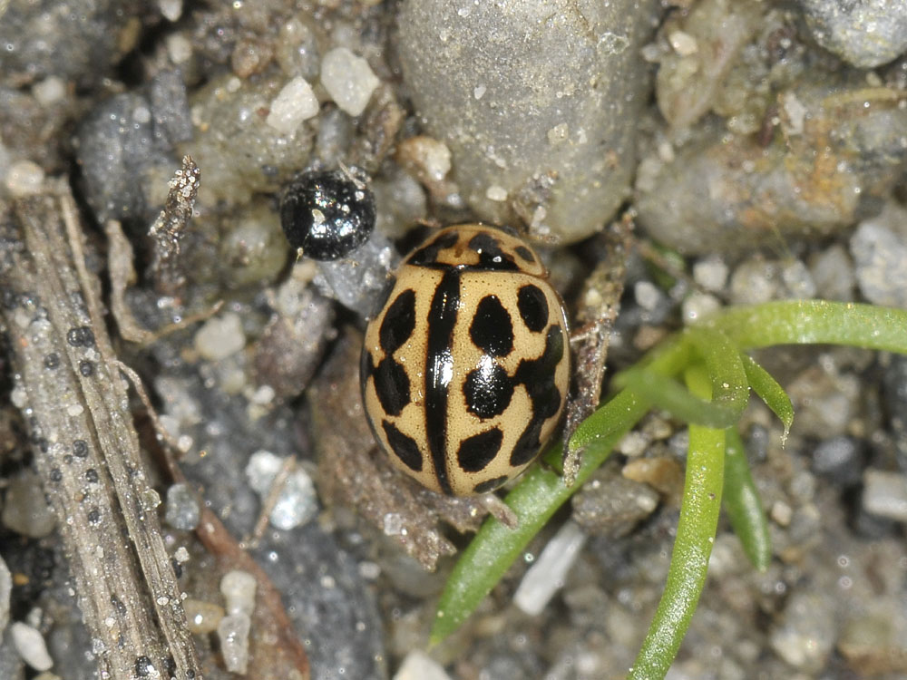 Tytthaspis sedecimpunctata - Coccinellidae